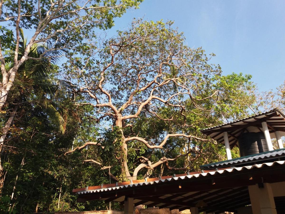 Cashew Villa Hiriketiya 디크웰라 외부 사진