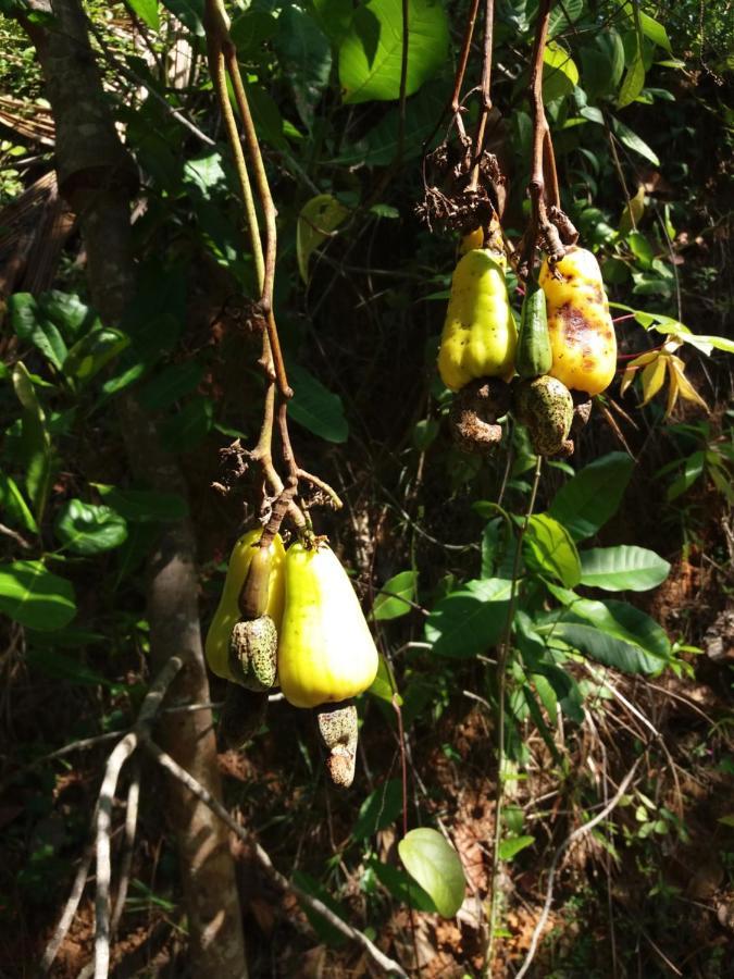 Cashew Villa Hiriketiya 디크웰라 외부 사진